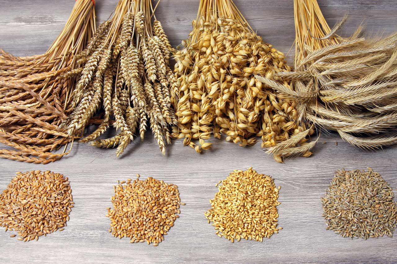 Verschiedene Getreidesorten als Symbol für Kohlenhydrate