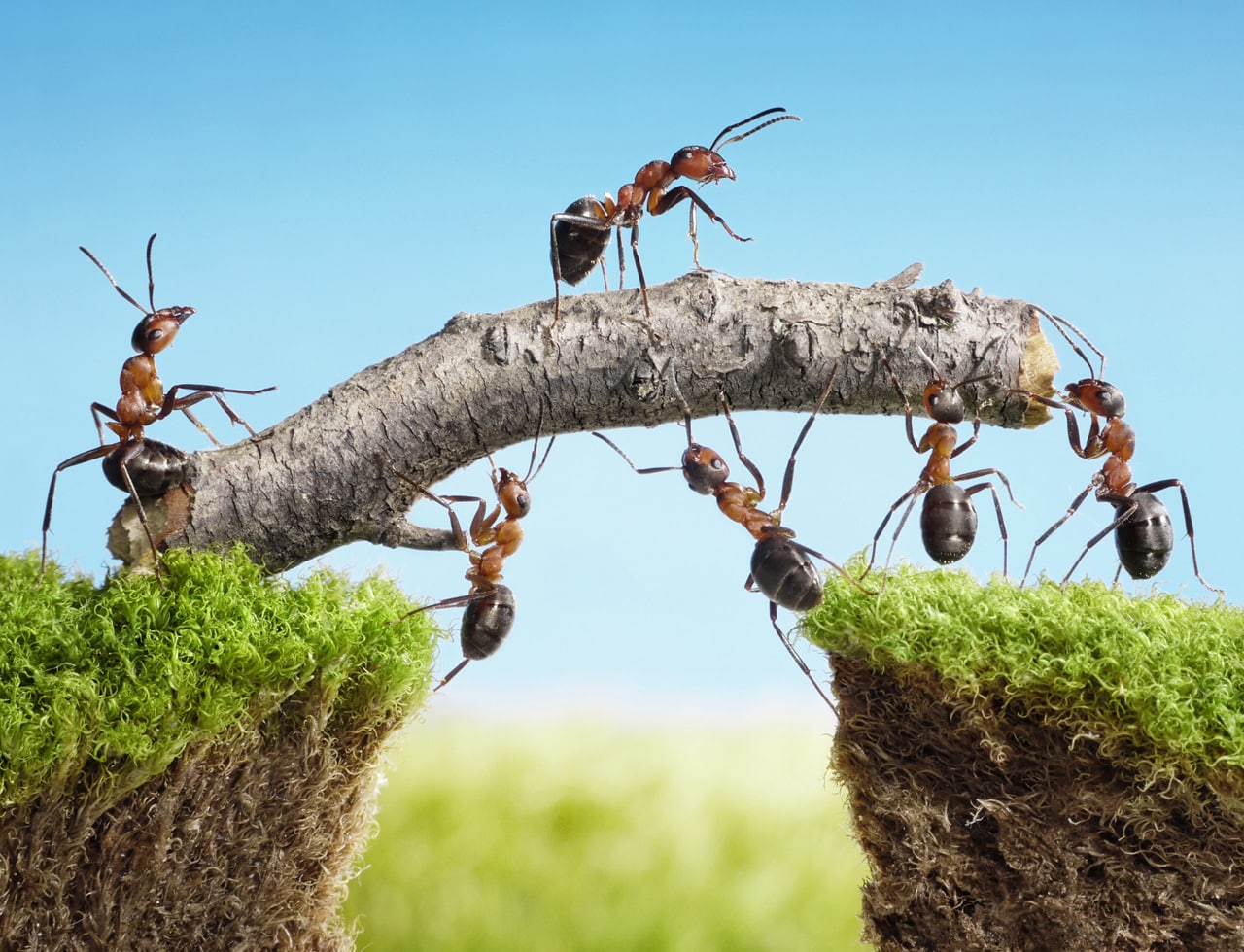 Eine Gruppe von Ameisen versucht einen Ast zu heben. Es ist ein Symbol für die Behandlung von Potenzproblemen